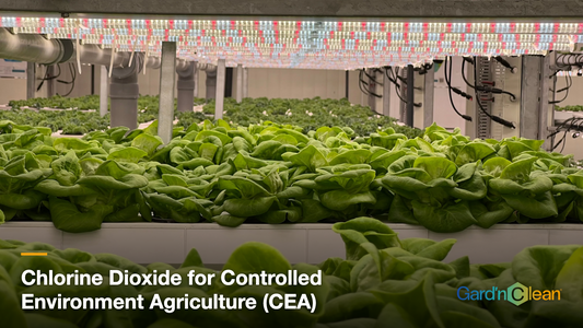 Chlorine Dioxide for Controlled Environment Agriculture (CEA)